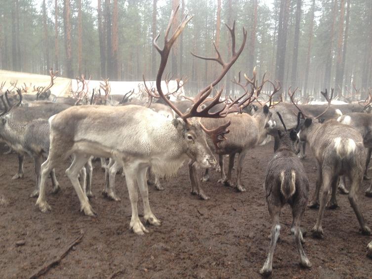 renbetesområdena och ökat rovdjurstryck.