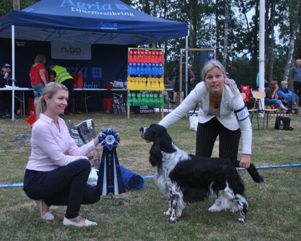 Bästa Veteranklass Engelsk Springer Spaniel Starflame's Bacardi Grand Melon SE21111/2011 Hanhund Äg. Strömqvist Mariana, Rockneby Uppf. Strömqvist Mariana, Rockneby. 2:a Samojedhund Newsam's Whoopi Goldberg SE24036/2011 Tik Äg.