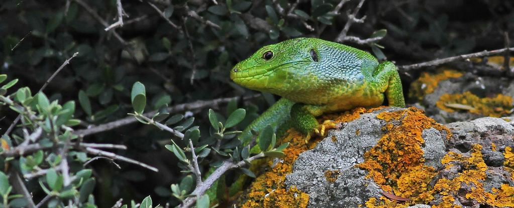 Oräkneliga antal örter av mångahanda och väldoftande slag ger fröer och insekter så det räcker åt alla. Tättingar far runt över ön och vid vattendrag vadar en uppsjö hägrar och vadare.