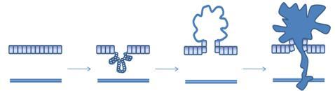 Molecular Pathogenesis of Colorectal Cancer 5 2 MOLECULAR PATHOGENESIS OF COLORECTAL CANCER 2.