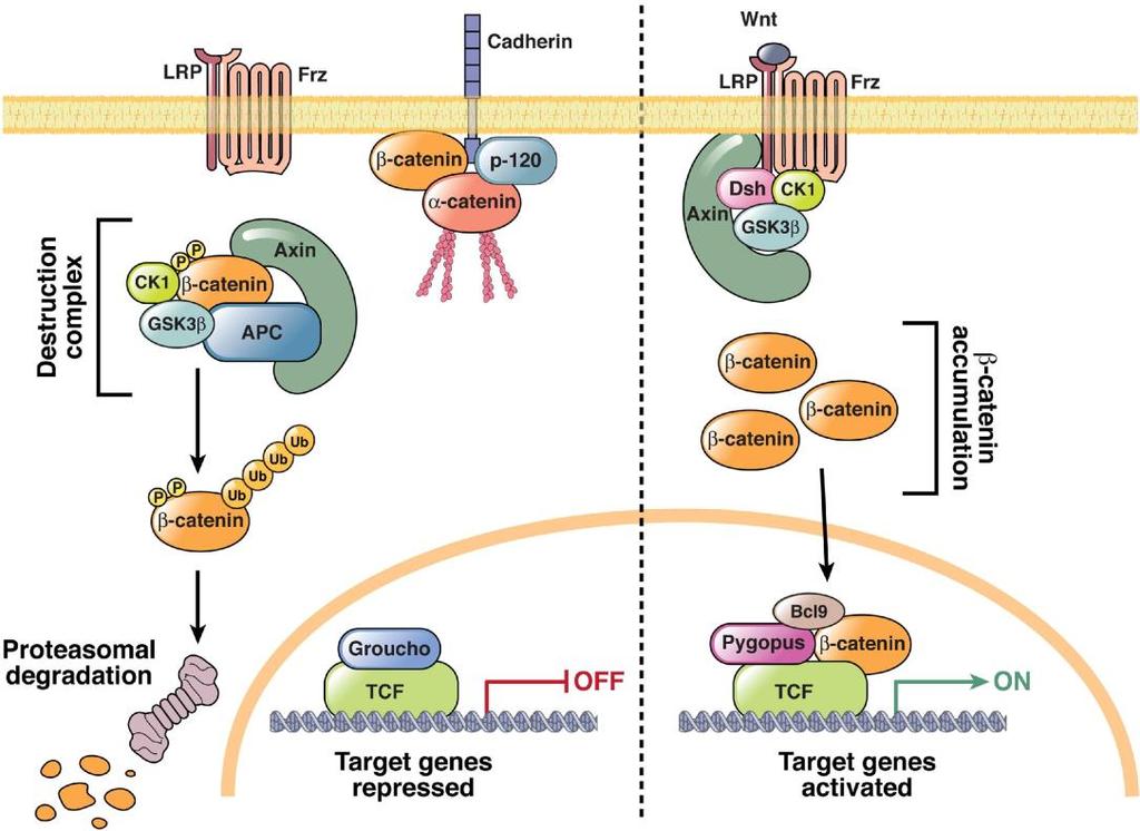 6 Molecular Pathogenesis of Colorectal Cancer 2.2 Chromosomal Instability (CIN) Pathway The CIN pathway accounts for the development of as many as 85% of the sporadic CRCs [58].