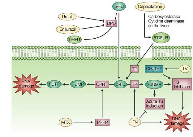 18 Colon Cancer Curative Treatment the accumulation of dump leading in turn to increased levels of deoxyuridine triphosphate (dutp).