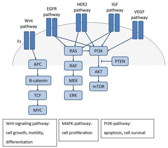 Prognostic / Predictive Factors in CRC 35 Loss of phosphatase and tensin homolog (PTEN) reverses the activation of the PI3K pathway by dephosphorylating 3,4,5-triphosphate (PIP3) to 4,5-biphosphate