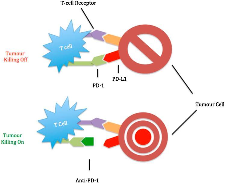 Prognostic / Predictive Factors in CRC 53 expressed on activated CD4 and CD8+ T cells but is also constitutively expressed in Tregs. It competes with CD28 for binding to the shared ligands CD80 or B7.