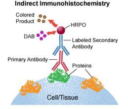 Materials and Methods 59 Thereafter an overnight incubation (e.g. at 4ºC for TS and MMR analysis, Paper I + Paper I-IV) is done with the specific primary antibody. See section 9.2.1.