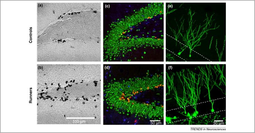 , 2010, Trends Neurosci.
