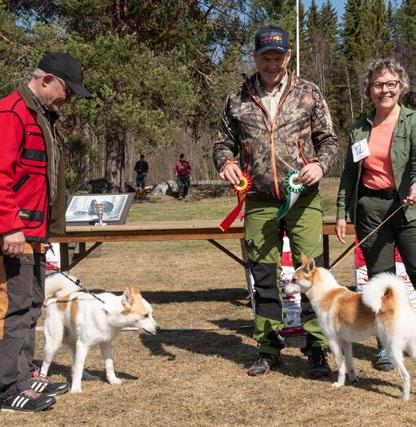 SSF Medelpads vårutställning i Borgsjö 28 april Rutinerade Peter Stjernman med sin välmeriterade tik Lappskansen Kirpi fick se sig slagen i BIR finalen.