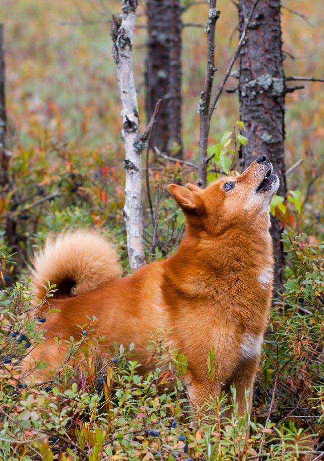 SYDSVERIGE Jaktprov SSF Syd 2019 Grängesberg 7:e och 8:e September - Nationellt Anmälningsmottagare: Göran Eriksson Olsjövägen 27, 772 70 Saxdalen Tel.