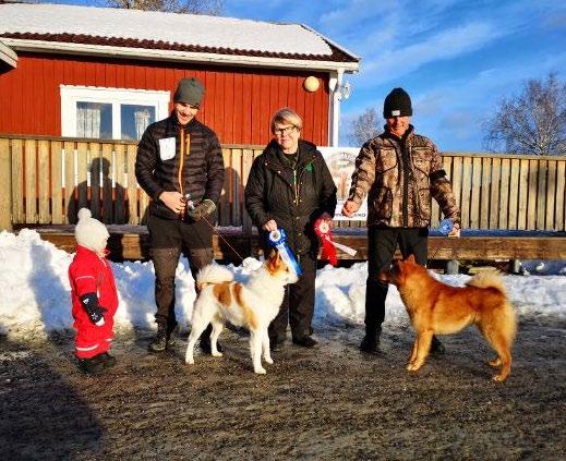 ÅNGERMANLAND Jaktprov SSF Ångermanland hösten 2019 ÅNGERMANLAND I mitten domare Aina Lundmark. Till höger dagens vinnare och BIS, Kibblidalens Arrac och ägaren Ulf Brändström.