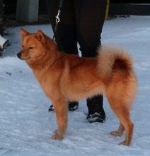 HAR DIN HUND ERÖVRAT EN CHAMPIONTITEL? GRATTIS SE TILL ATT ANMÄLA DET! Skicka en fin bild på din hund. Helst ska bilden visa hunden från sidan och självklart med hög upplösning.