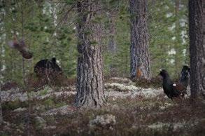 Första riktiga ståndskallet och jag som pappa vill inte slarva bort den här chansen att föda en ny
