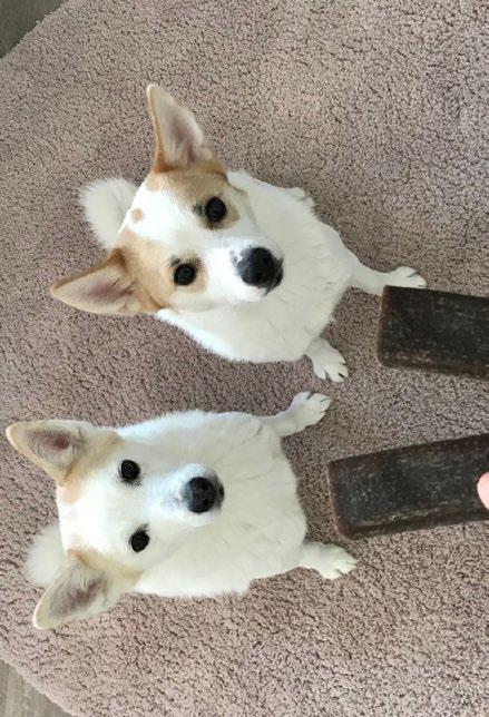 TÄCKHUNDSANVISNING GENOM AVELSRÅDET FÖR FINSK SPETS Till vänster heter Peijla och är 9 år hon är mamma till Vittra som är till höger på bilden, hon är 2 år.