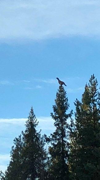 Turordning ordinarie och rörliga prov Lokalklubbens hundar har förtur, därefter hundar från andra lokalklubbar och slutligen från övriga nordiska länder.