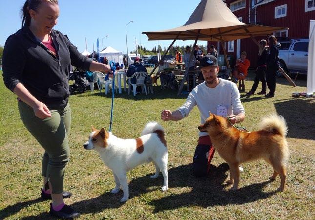 JÄMTLAND/HÄRJEDALEN Jaktprov SSF Jämtland/Härjedalen 2019 JÄMTLAND/HÄRJEDALEN Vemdalen 17-18- augusti, lördag- söndag Anmälan till Roger Hedlund, Sjövägen 152, 834 34 Brunflo. Tel.