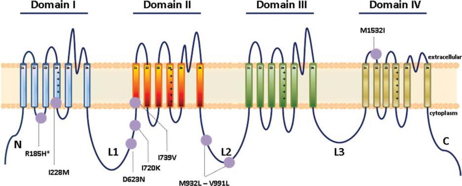 Gain-of- function mutationer i natriumkanaler som orsak till idiopatisk fintrådsneuropati Hos 28 st patienter med isolerad idiopatisk fintrådsneuropati identifierades nya missense mutationer i Na v 1.