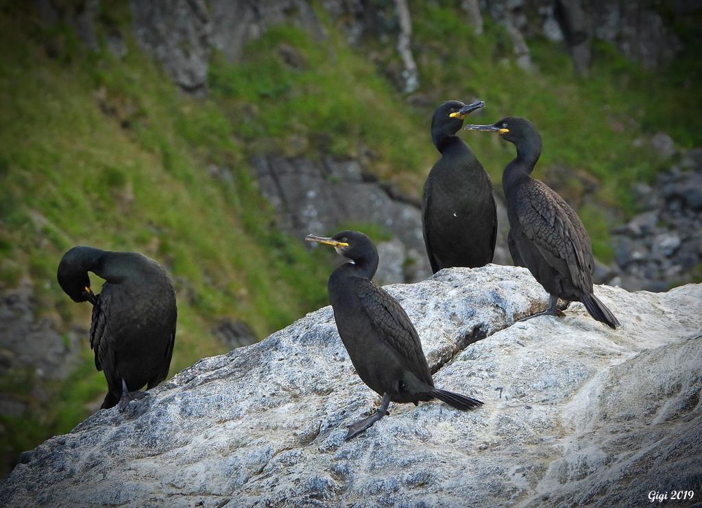 Man kommer oförskämt nära toppskarvarna när man kommer med Johans båt! Man ser deras gröna ögon. Foto: Gigi Sahlstrand Artlista fåglar 1 Grågås Anser anser anser 30 längs vägen 3.7, flertal sågs 7.