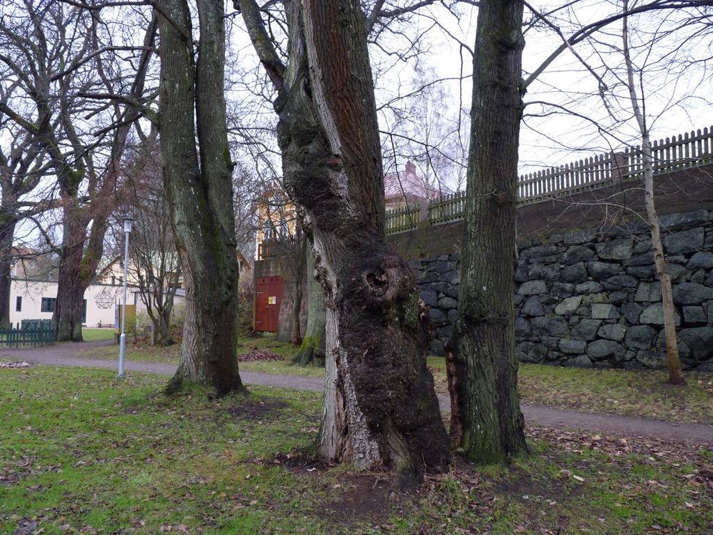 3. Grova ekar och almar Naturvärdesklass: Högt naturvärde naturvärdesklass 2 Dominerande naturtyp: Park och trädgård Biotoper: Parkmiljö Beskrivning: Fyra öppet stående gamla almar (två av dem