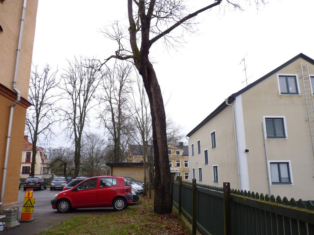 4. Ihålig skogslönn Naturvärdesklass: Påtagligt naturvärde naturvärdesklass 3 Dominerande naturtyp: Park och trädgård Biotoper: Ihåligt ädellövträd Beskrivning: En gammal, solitär skogslönn med en