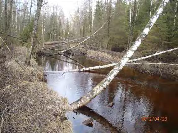 Bäckbiotop: lek 1 uppväxt 1, ståndplats 2, potential 3 Utbredning: Glest Övriga arter vid inventering: Signalkräfta, elritsa, mört Övrigt: En lång
