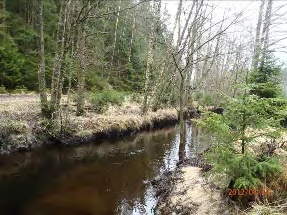 grusbotten på lergrund. Nedfallna träd ligger över ån.