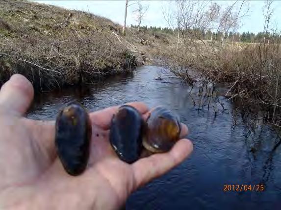 Musselarte Musselarter: Flodpärlmussla. Antal: 5 st levande + 1 skal.