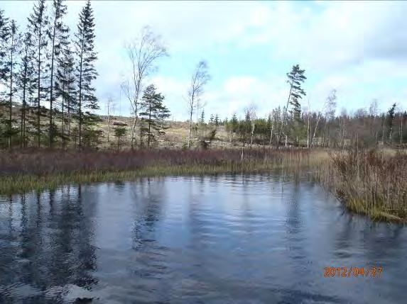 Strand/sjömiljö: Blötare översvämningsområde med pors, vass och blandskog.