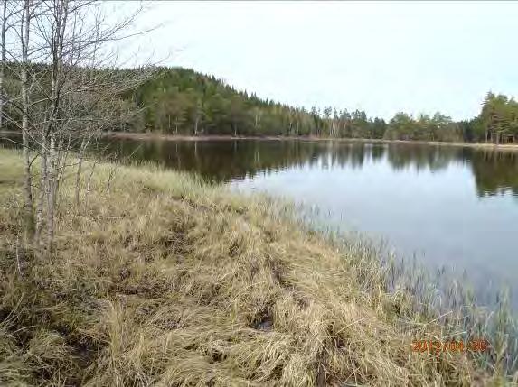 Strand/sjömiljö: Pors och gles vass, notblomster, lövblandskog Bottensubstrat: