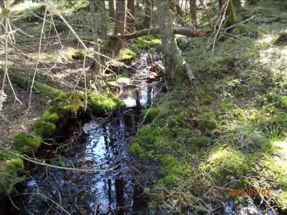 Musselarter: Inga musslor hittades Åtgärdsförslag: Den närliggande skogen skyddas mot avverkning. Elfiske görs för att undersöka fisktillgången. ph värdet kollas.