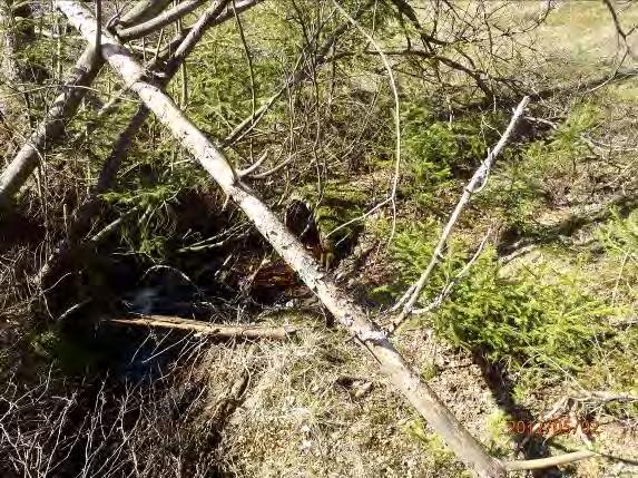 Inventeringsdatum: 2012-04-23 Koordinater: 6355751:1323969 Längd: 150 m Medelbredd: 1,5 m Medeldjup: 0,2 m Undersökt område: Från utflödet i Högvadsån till ca 100 m ovan skogsväg, naturligt