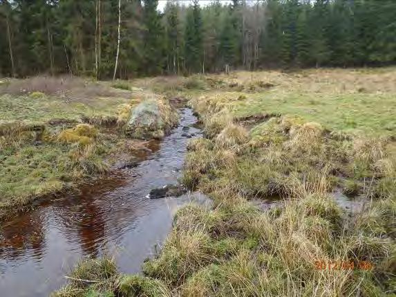 Övriga arter vid inventering: Inga arter Övrigt: Mycket fin liten meandrande bäcksträcka, som borde innehålla