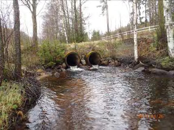 Flodpärlmussla har funnits i Mjöaån och det borde finnas en bra möjlighet för återintroduktion.