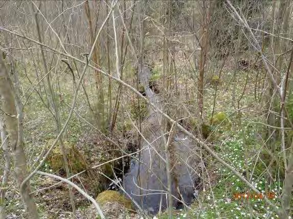 Inventeringsdatum: 2012-04-30 Koordinater: 6363570:1326324 Längd: 200 m Medelbredd: 0,9 m Medeldjup: 0,12 Undersökt område: Från utflödet i Lilla Hallongen till väg 154.