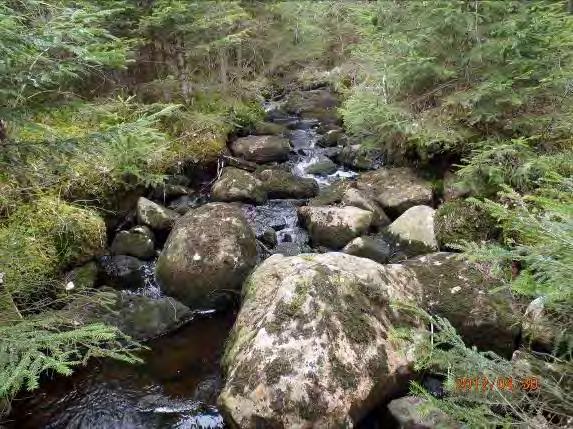 Omgivning: Barrblandskog Närområde: Blandskog, översvämningsområde Bottensubstrat: Grus