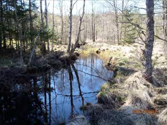 Omgivning: Barrskog, myr mossområde, grustag Närområde: myrmark, barrskog, avverkning, grustag Bottensubstrat: Sand 3, fin och grov detritus 3, Fina block 2 Bäckbiotop: 2, uppväxt 2, lek1, ståndplats