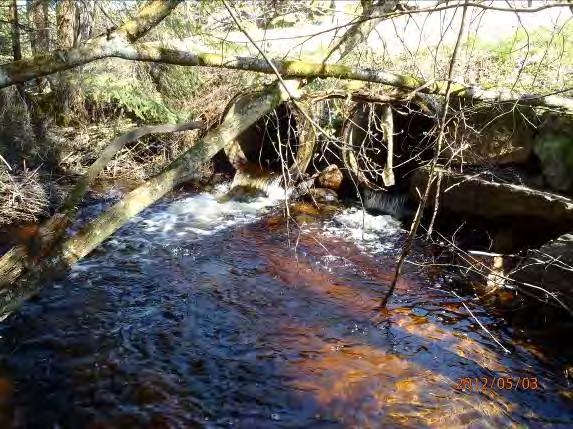 Vattendrag/sjö: Stenhultaån Inventeringsdatum: 2012 05 03 Koordinater (start stopp): 6361837:1325982 6361871:1326128 Längd: 172 m
