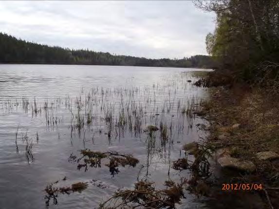 Vattendrag/sjö: Stenhultaån Inventeringsdatum: 2012 05 04 Koordinater: 6362854:1327872 Längd: 200 m Undersökt område: Utmed högra sidan av utflödet i Djupasjön.