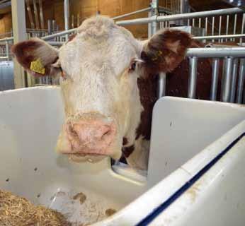 Ensilage och halm till dikor under dräktigheten mixat eller utfodrat var för sig? Sent skördat vallensilage mixat tillsammans med halm är ett utmärkt foder till dräktiga dikor under stallperioden.