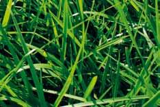 I högdräktighet ökas andelen ensilage till minst två balar som mixas med en bal halm. Kor av rasen hereford betecknas som lättfödda, dvs.