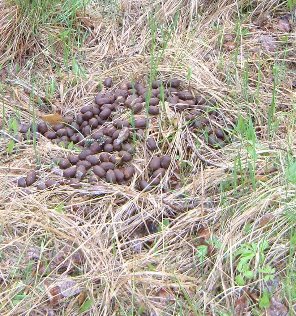 Spillningsinventering Älg Vinterstam, 9,8 älgar per 1000 ha (efter