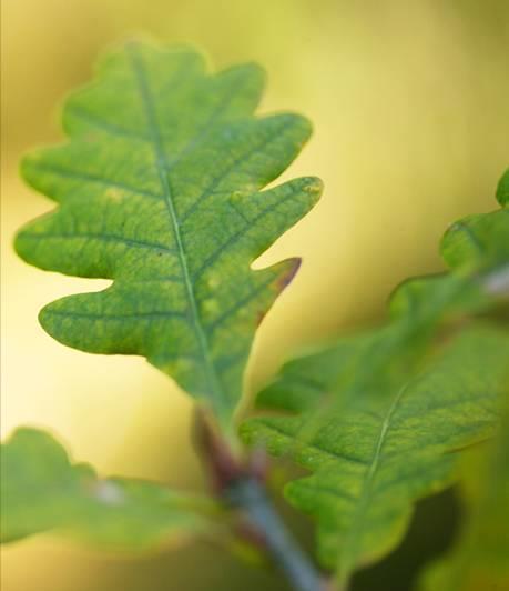 Betestryck, plant och ungskog RASE(rönn asp, sälg, ek)