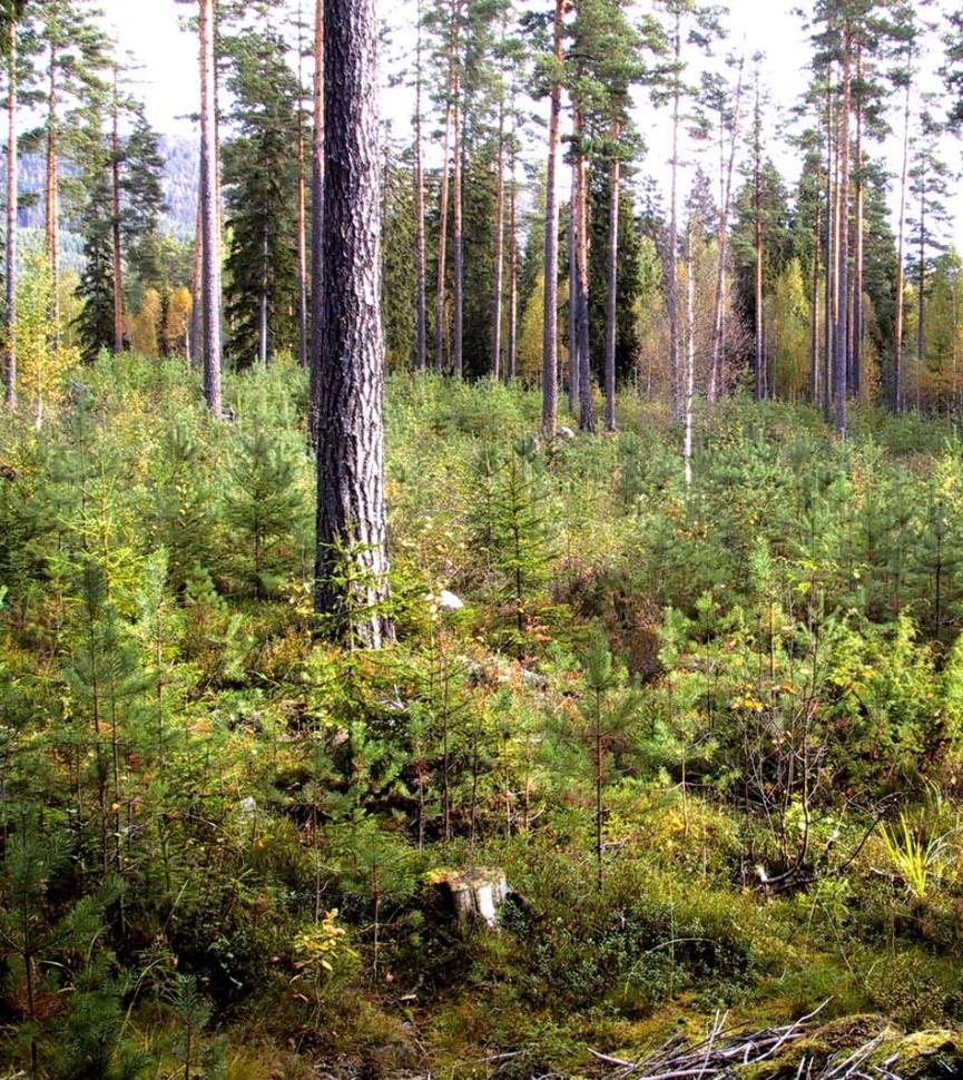 Betestryck, plant- och ungskog Tall Tall finns på 39 % av provytorna.