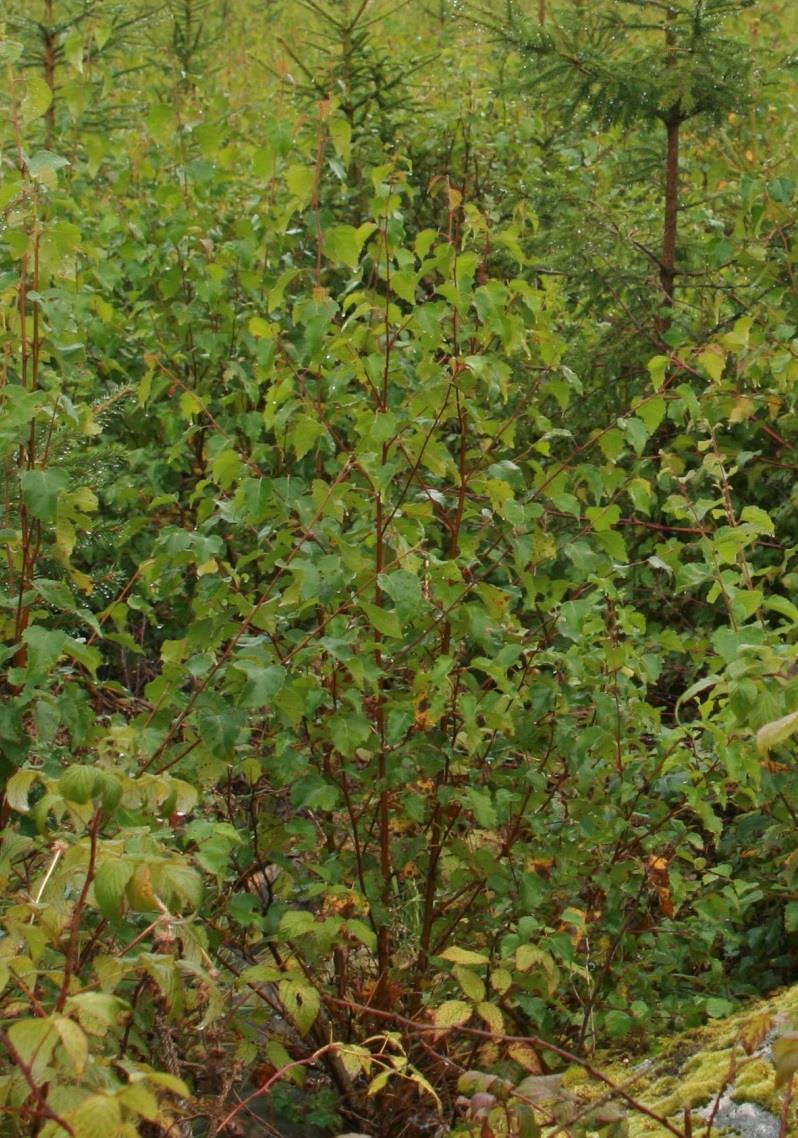 Betestryck, plant och ungskog Björk