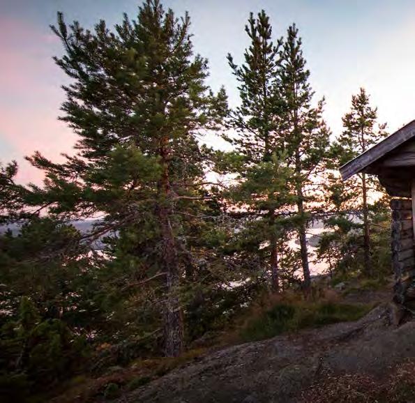 TÄNK PÅ DETTA NÄR DU VISTAS PÅ HÖGA KUSTEN-LEDEN Allemansrätten ger dig som besöker den svenska naturen en unik möjlighet att röra dig fritt. Men den innebär också ett stort ansvar.