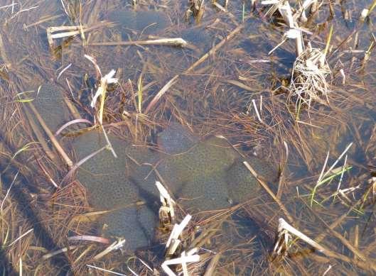 Resultat Stora Viken Damm 1 Belägen närmast fågeltornet. Klart till något grumligt vatten, omkring 1-2 dm djupt. I maj 2016 noterades fisk, både små (ca 1,5-2 cm) och mellanstora (ca 5-7 cm).