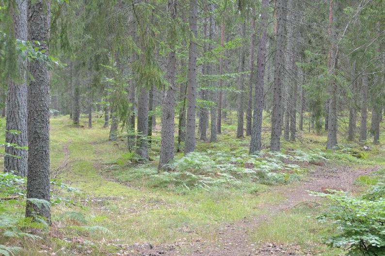 Uppgifter inhämtade från skogsbruksplan upprättat 2019 av Skog & Lantbruk AB. Se bilaga skogsbruksplan. Inägomark Inägomarken står fri för köparen på tillträdesdagen.