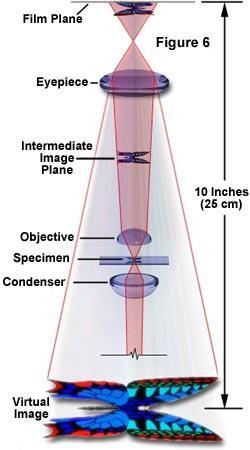 conventionel microscopy Light: Reflected shinethrough 3 lenses: Magnification Reduce artefacts Staining: Need