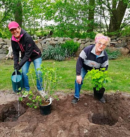 trädgård Agneta och Karin planterar