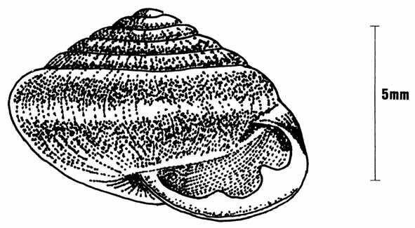 5.4 Tandsnäcka [Perforatella bidentata (Gmelin)] Utseende Skalet är rundat, men markerat konformigt, 7-8 mm brett och 5-7 mm högt.