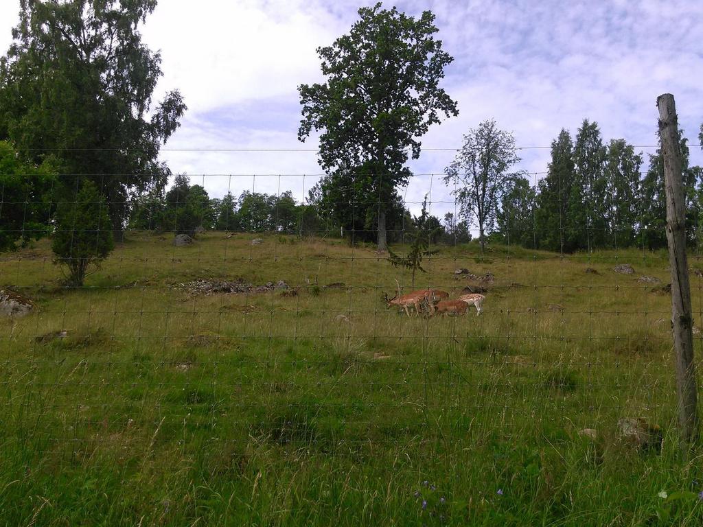 Vilthägn - ekosystemtjänster John Strand