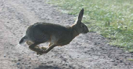 FRÅGOR OCH SVAR ANGÅENDE UT OCH AT FRÅGOR OCH SVAR ANGÅENDE UT OCH AT Hunden ska testas på färsk löpa på räv eller hare.